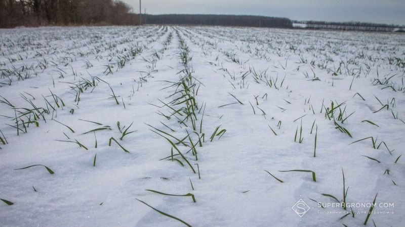 У Сокирянському районі Чернівецької області озима пшениця посіяна лише на половині прогнозованих площ