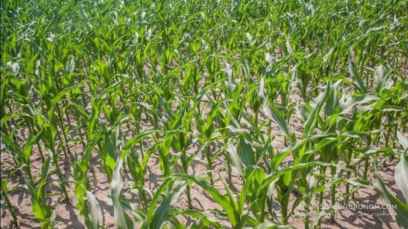 Використання ГМО дозволить зменшити шкідливий вплив на довкілля — опитування