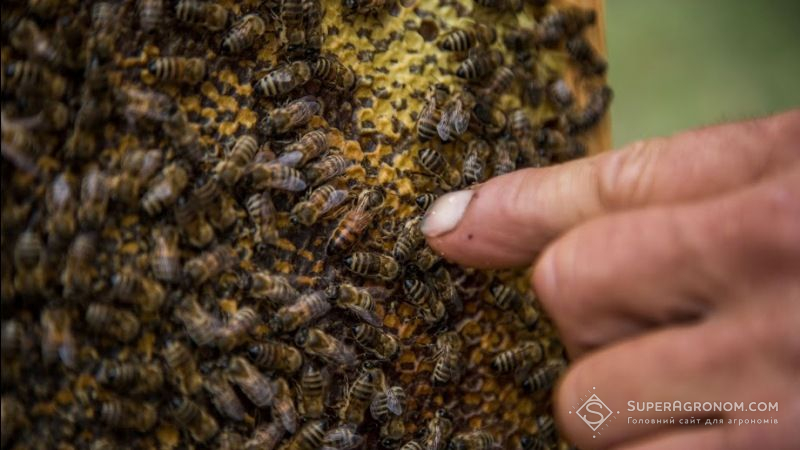 Бджоли здатні переносити вірус зеленої крапчатої мозаїки