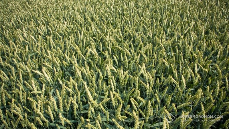 Інститут зрошуваного землеробства пустить гроші від продажу пшениці на будівництво насіннєвого заводу