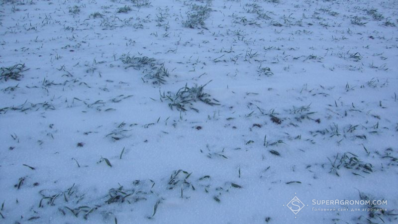 Стрімке похолодання може загрожувати посівам озимих в Україні та Європі