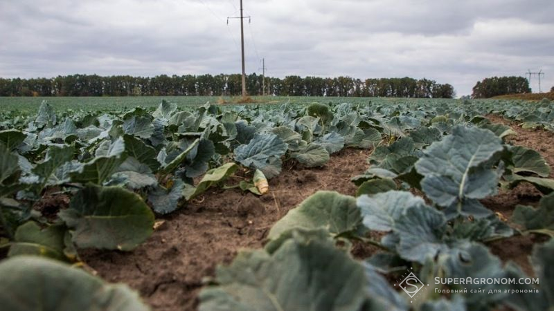 На Івано-Франківщині посіяли менше озимих зернових, зате площа під ріпаком зросла на 62%