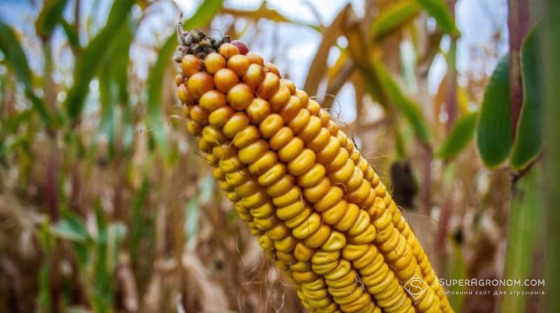 У Замбії захищати кукурудзу буде військова авіація