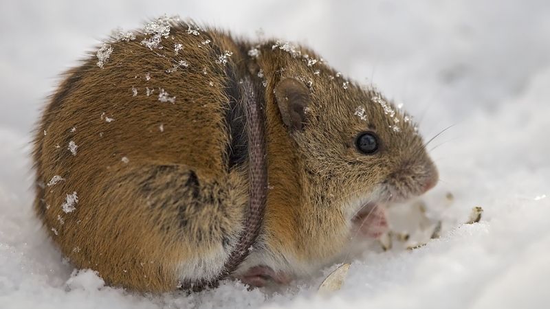 Перезволоження  ґрунту допомогає у боротьбі з польовими мишами 
