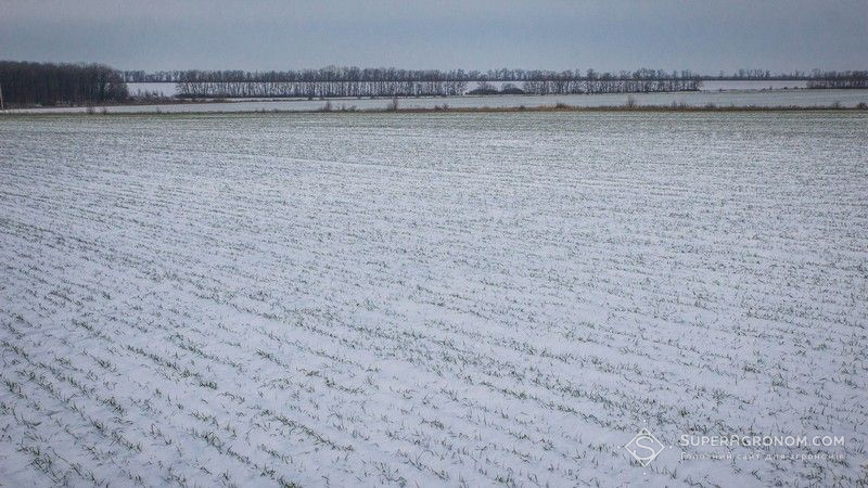 Посіви озимої пшениці в Донецькій області знаходяться в хорошому стані
