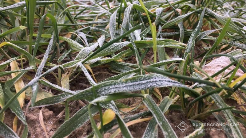 Миколаївські аграрії не виключають часткового вимерзання озимих