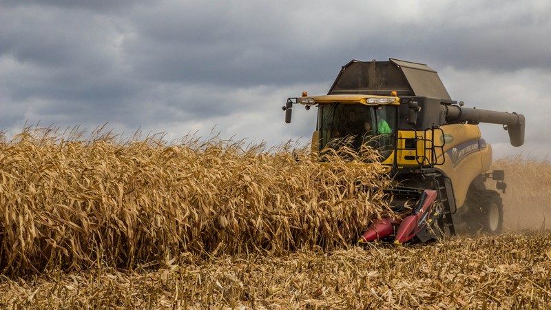 Аграрії Кіровоградщини заявили про зниження якості кукурудзи