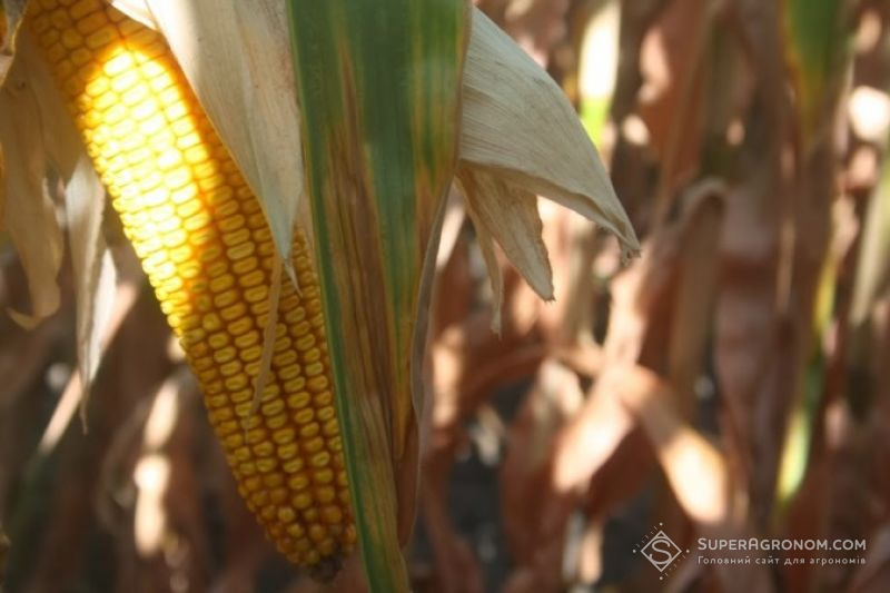 Україна збільшить виробництво кукурудзи на 16% — USDA