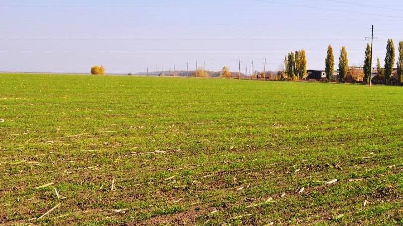Більша частина посівів озимого ячменю в Запорізькій області знаходиться в незадовільному стані