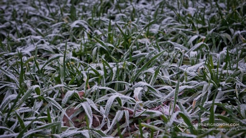 На Житомирщині вимерзання озимим не загрожує