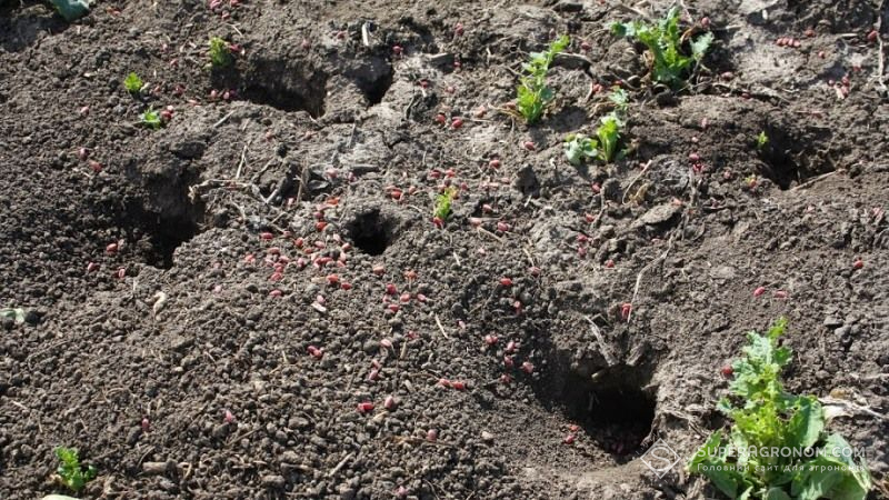 В Запорізькій області агрономам нагадують про боротьбу з полівками