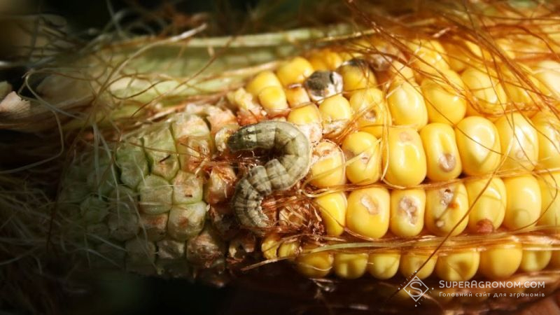 Листова совка загрожує знищити посіви кукурудзи на кількох континентах