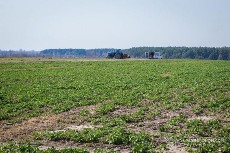 На Чернігівщині лише 15% посівів озимого ріпаку знаходиться у доброму стані
