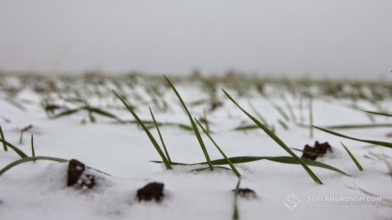 Різкі коливання температури непокоять аграріїв Черкащини