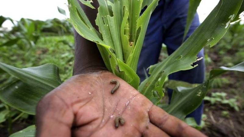 Кукурудзяну совку виявлено вже в західній частині Африки