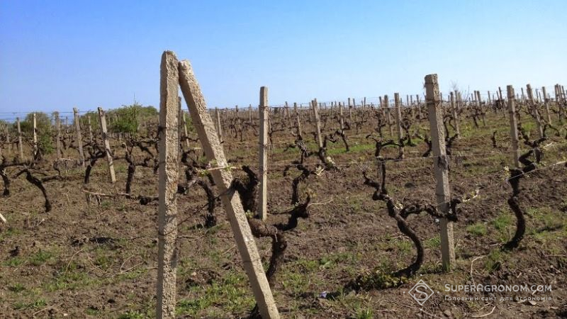 На півдні України плодові й виноград зазнали пошкоджень морозами