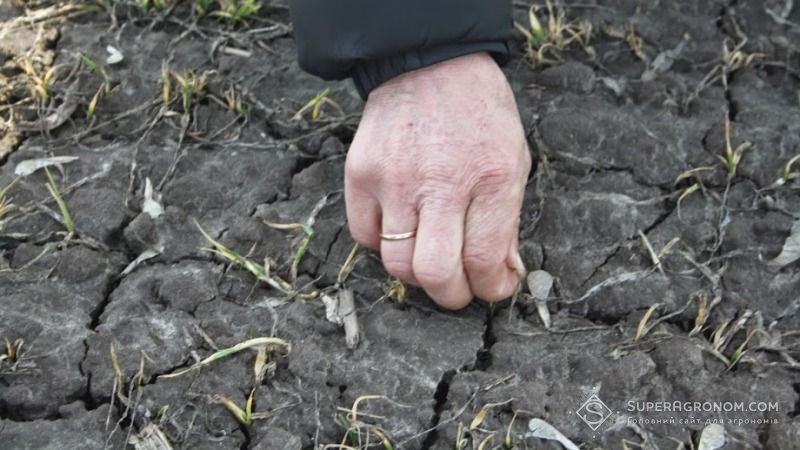 На Закарпатті пошкоджено до 14% посівів озимої пшениці 