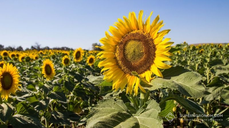 На Донеччині майже 90% посівних площ займуть зерновими й соняшником