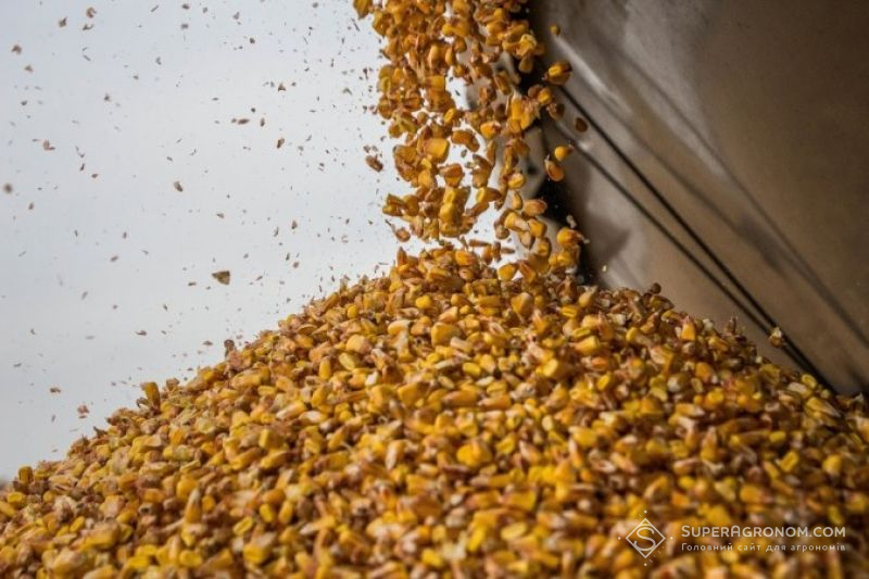 Кукурудза складе конкуренцію пшениці та рису — Пузет