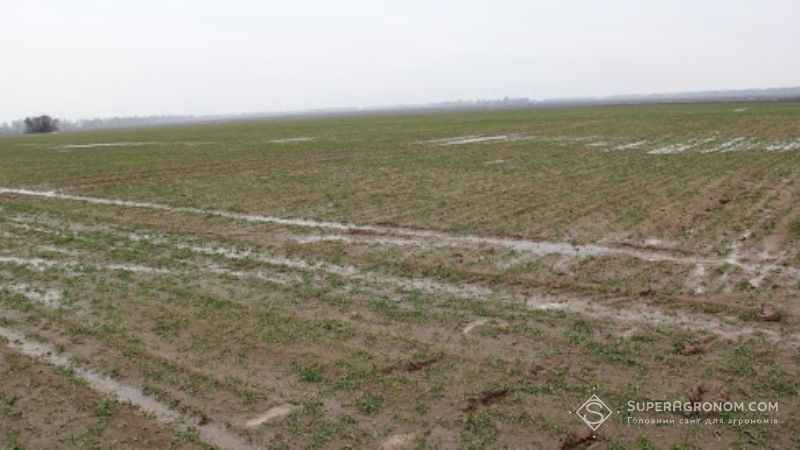 На Київщині озимина жива, проте мокра