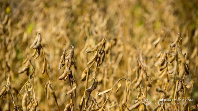 Соя витіснила пшеницю з трійки найрентабельніших культур