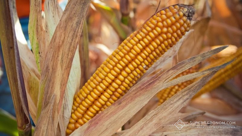 Вегетаційний період кукурудзи буде збільшуватися протягом наступних років — Адаменко