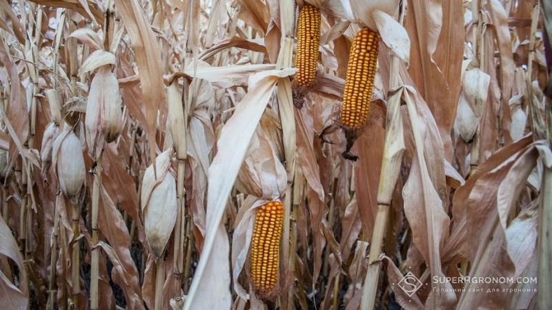 На Сумщині вже закінчили збирати кукурудзу