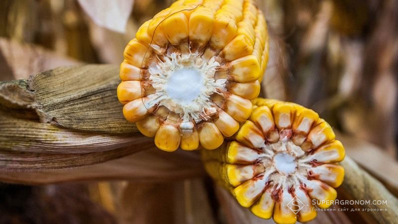 У Донецькій області відзначається зниження якості кукурудзи