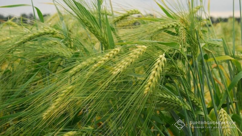 Жито не в пріоритеті — агрономи розширюють площі пшениці та ячменю
