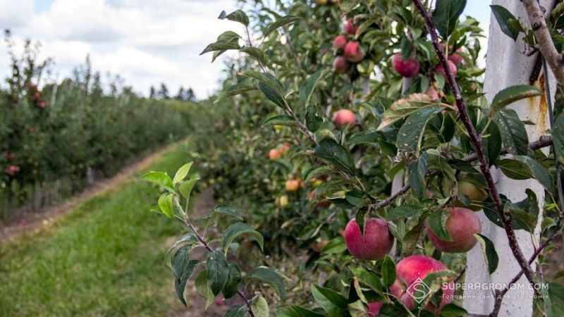 В «Агропродсервісі» розпочались весняні роботи в яблуневих садах