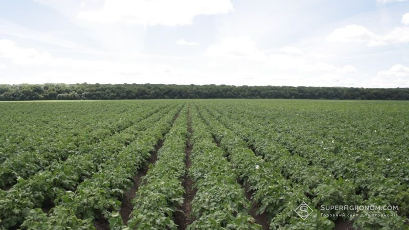 В США вже цього року садитимуть модифіковану картоплю, стійку до фітофторозу