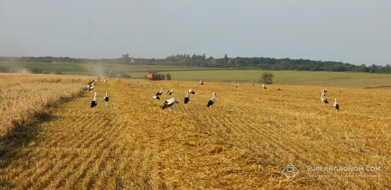 На Луганщині зібрали 1,3 млн. т зерна