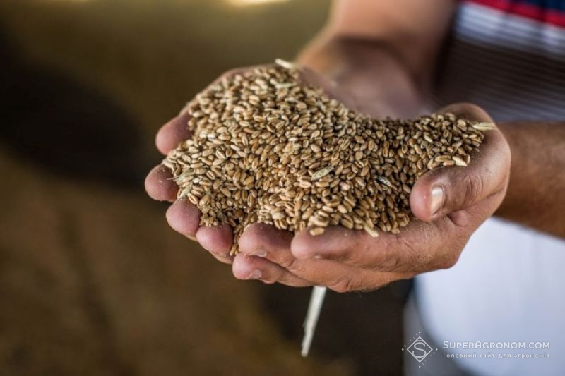 Що посприяло високій урожайності озимих зернових на Півдні України