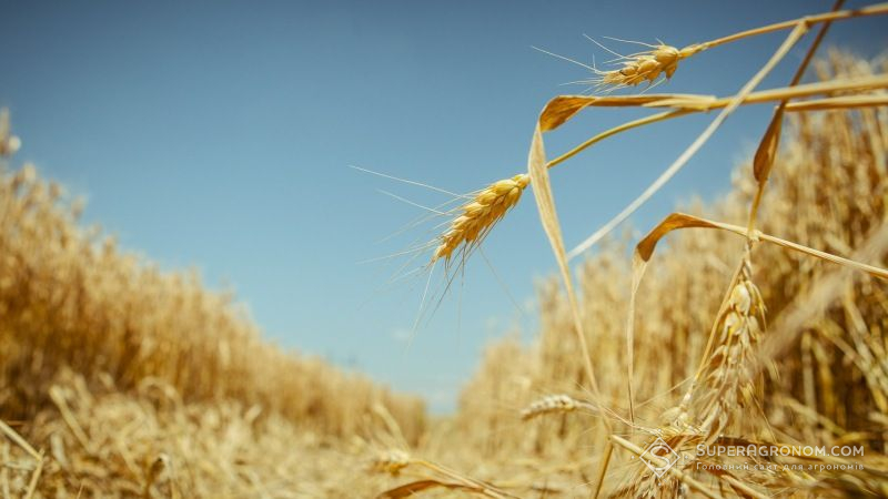В Україні зменшуватимуться площі під пшеницею — Іван Томич