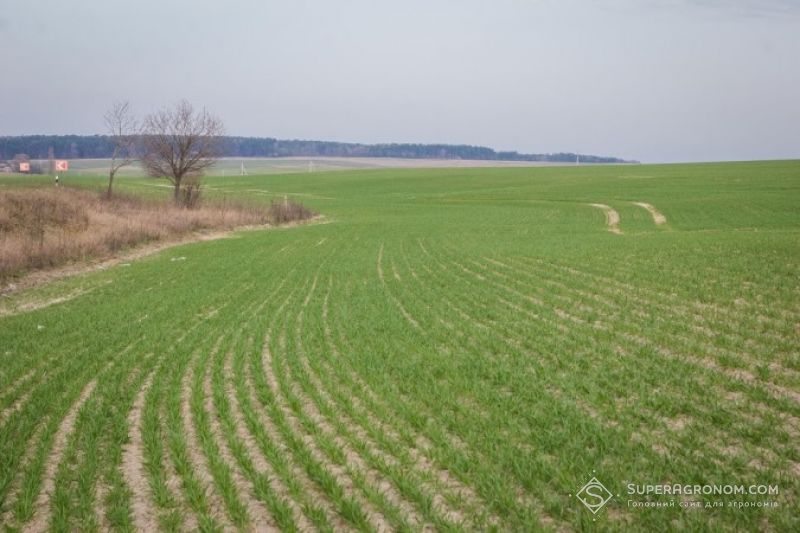 Посіви озимих зернових в Україні склали 6,9 млн. гектарів