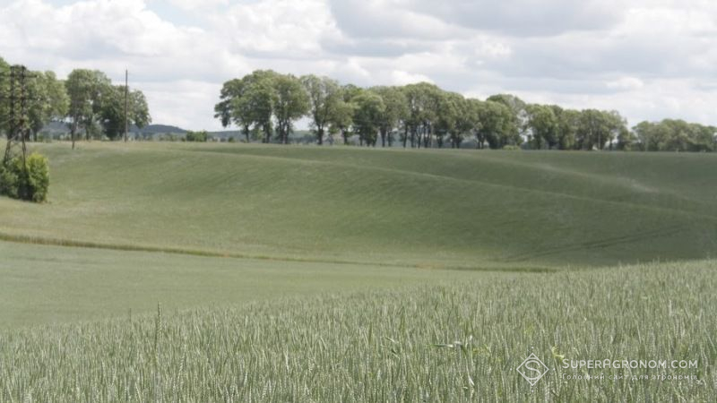 Посіви пшениці в світі найменші за 100 років