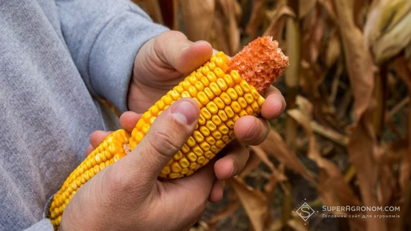 Сумська область досі молотить кукурудзу
