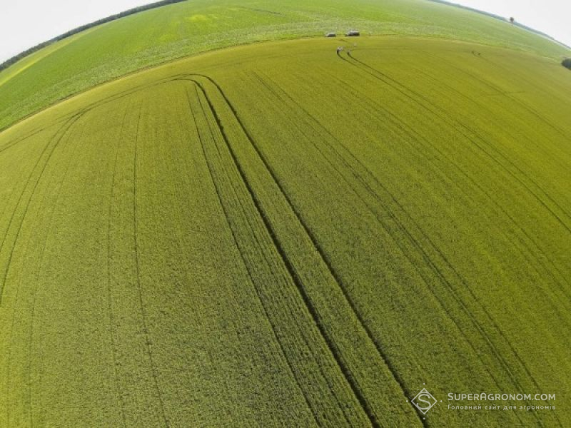 Площі під ярою пшеницею в Україні зменшились майже вдвічі