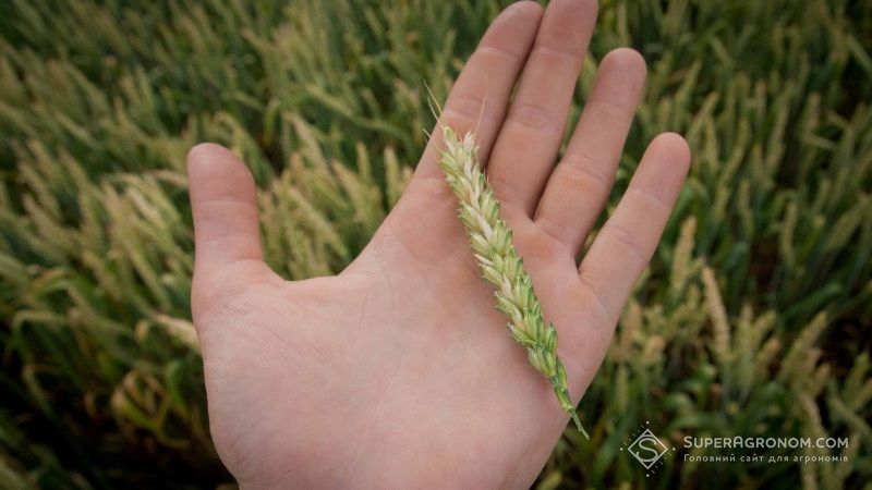 Органічна пшениця не накопичує мікотоксини