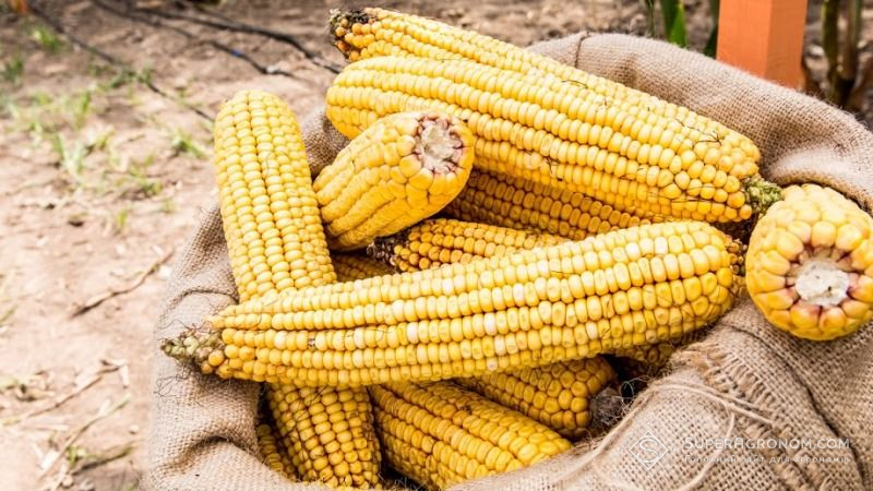 Змішування гібридів кукурудзи дозволяє отримати вищий урожай