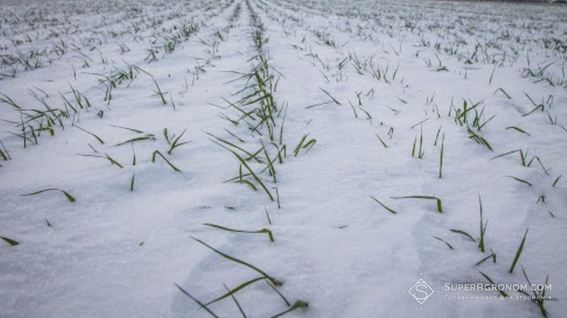 Якщо на полях лежатиме сніг, морози не завдадуть шкоди врожаю