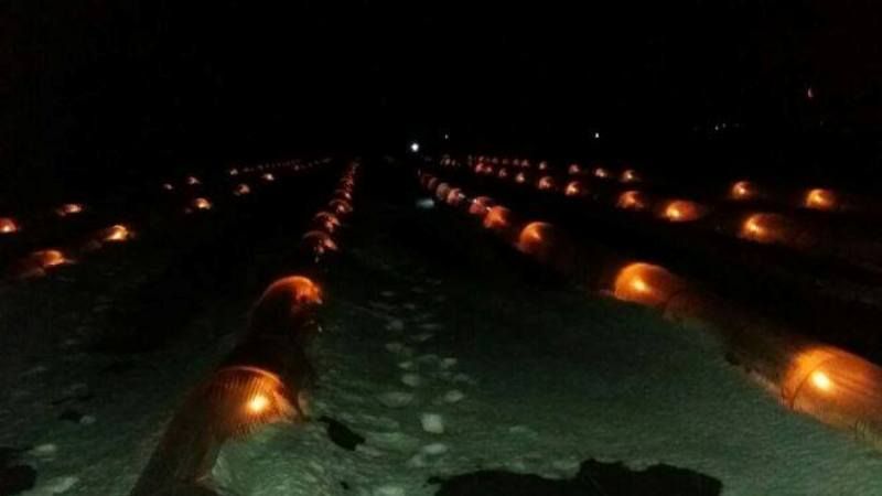 На Одещині розсаду динь і кавунів рятували свічками
