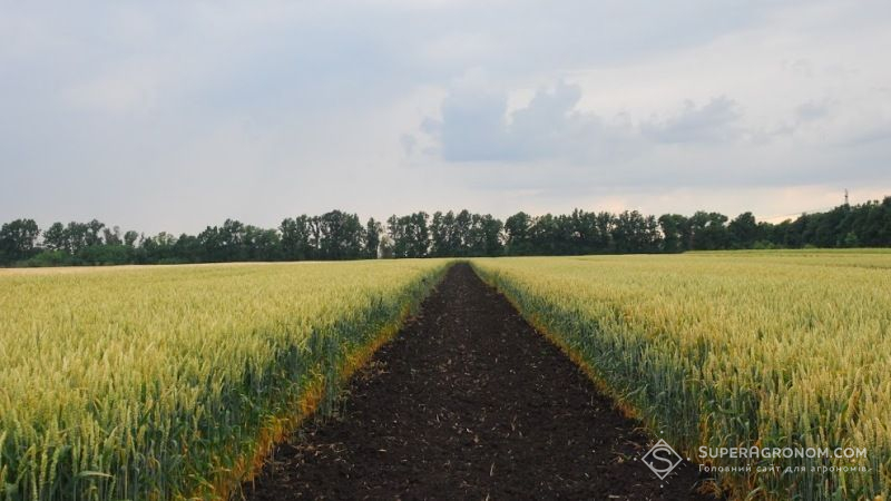 Кутовий прогнозує зменшення врожаю пшениці на 2 млн т