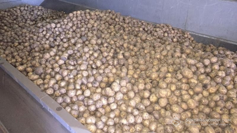 FAO забезпечить насіннєвою картоплею прифронтові райони Луганщини та Донеччини