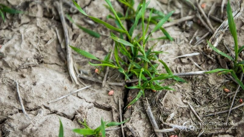 Сумські агрономи скаржаться на нестачу вологи в ґрунті й суховії