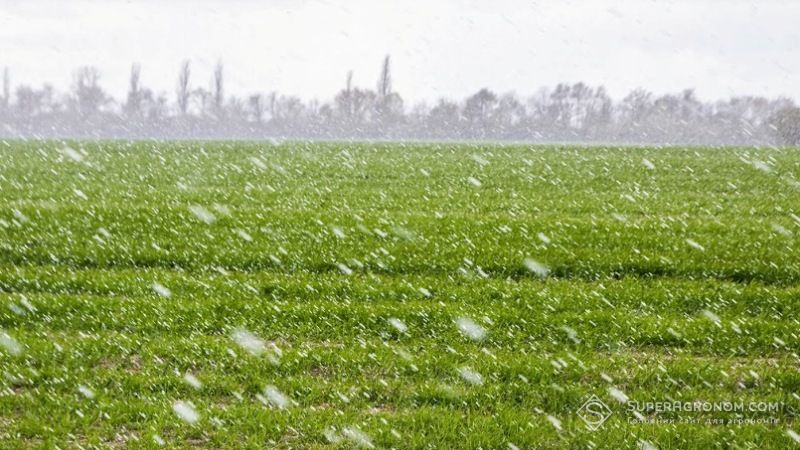 Травневий сніг знову вкрив поля в кількох областях України