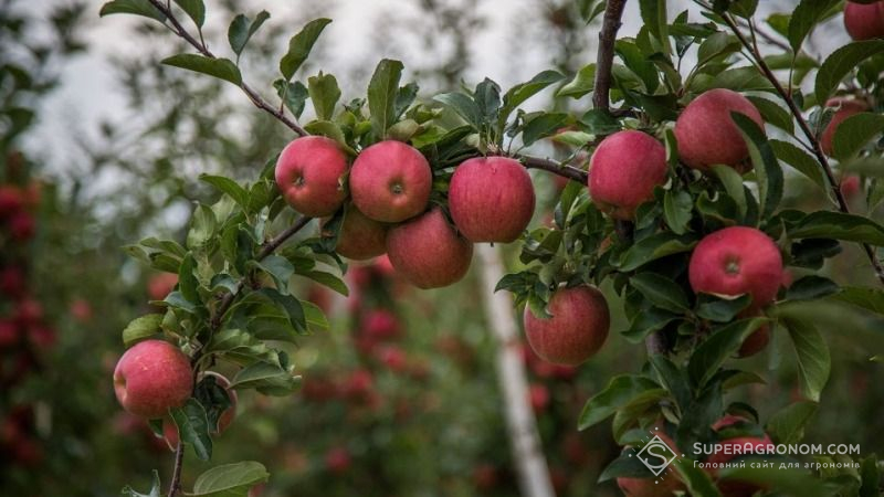 Загибель урожаю абрикосів становить 60-100%, в деяких регіонах буде менше і яблук