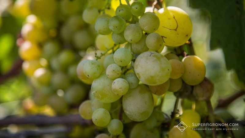 Втрати виноградарської галузі у Молдові оцінюються в 43%