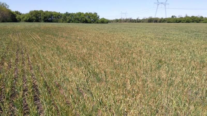 На Кіровоградщині озима пшениця сильно пошкоджена заморозками