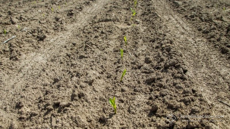 Холодовий стрес призводить до зниження врожайності кукурудзи на 10-30%